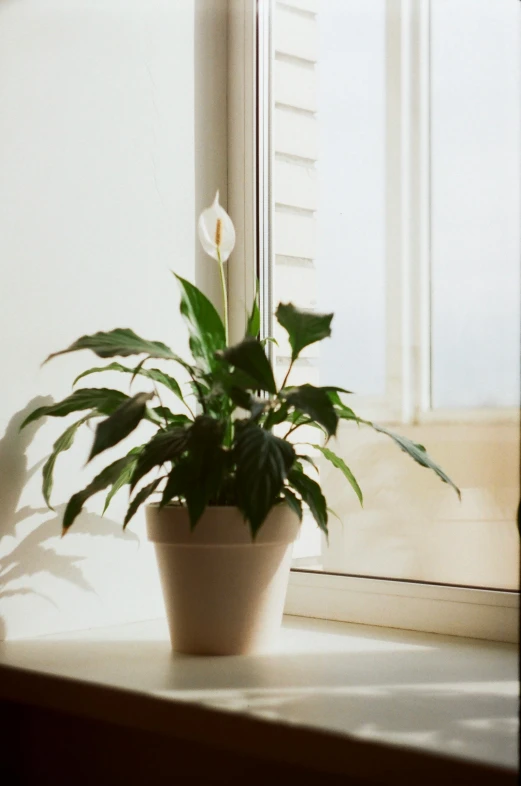 a small potted plant sits on the windowsill