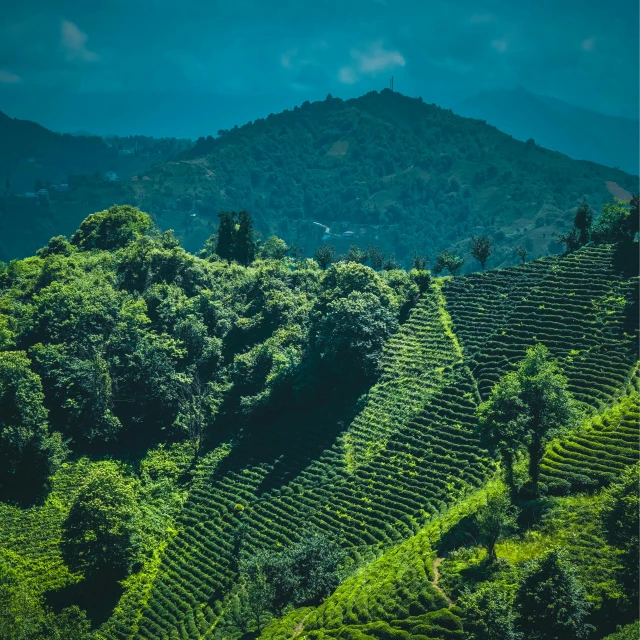 the landscape of a tea estate at the foot of a mountain