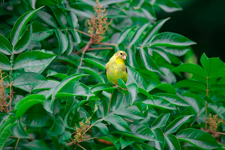 a bright yellow bird sitting on top of a green tree