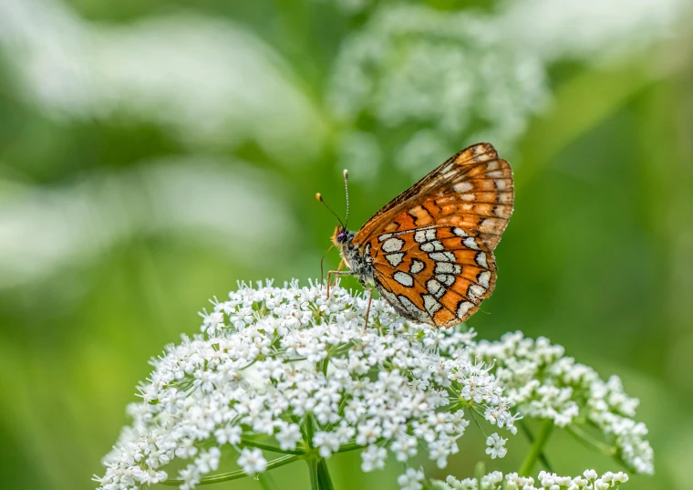 a large erfly rests on top of white flowers