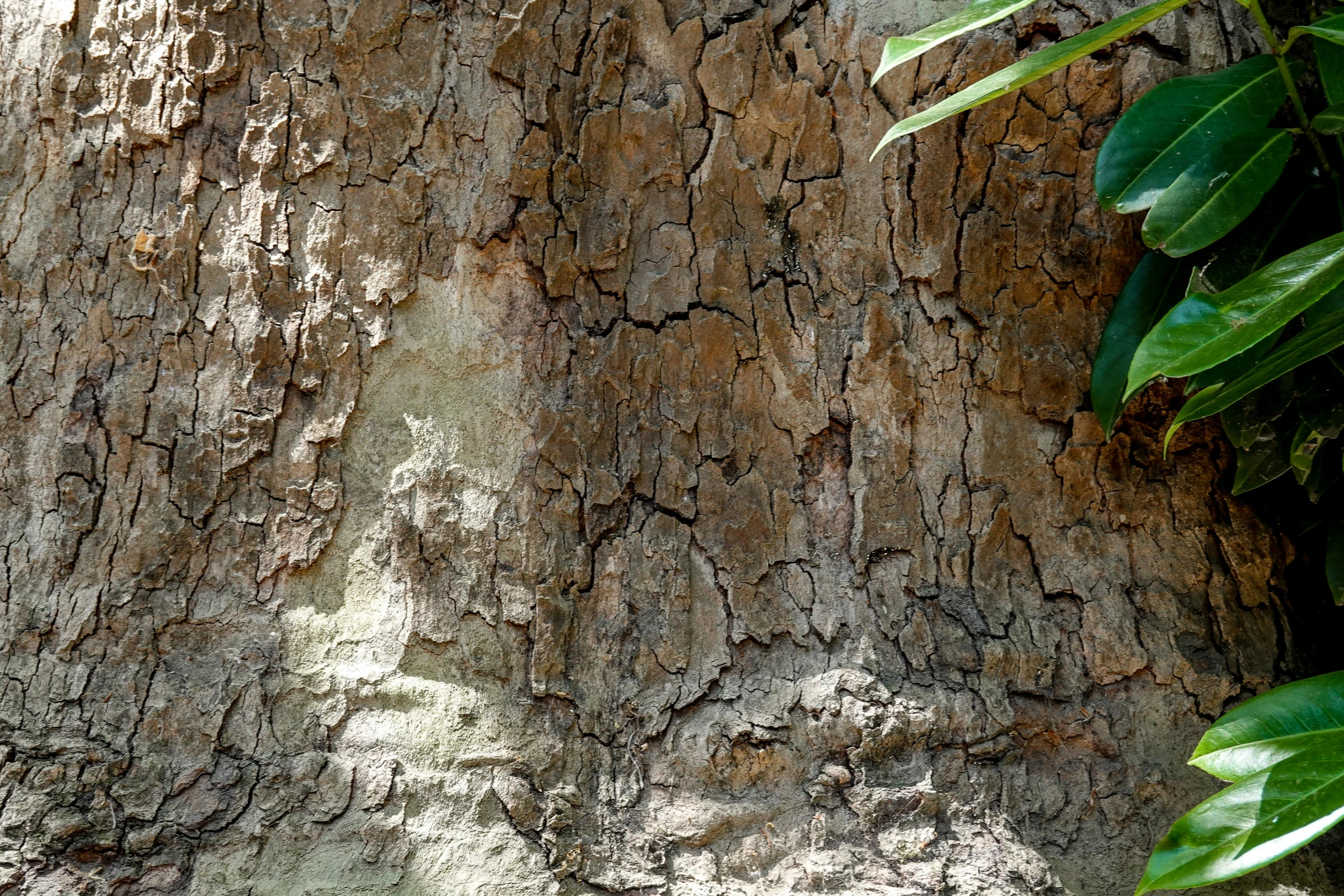 a tree trunk with brown, peeling bark and green leaves