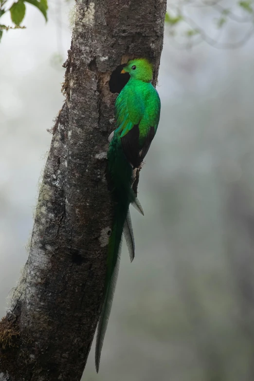 a colorful bird perched on a tree trunk