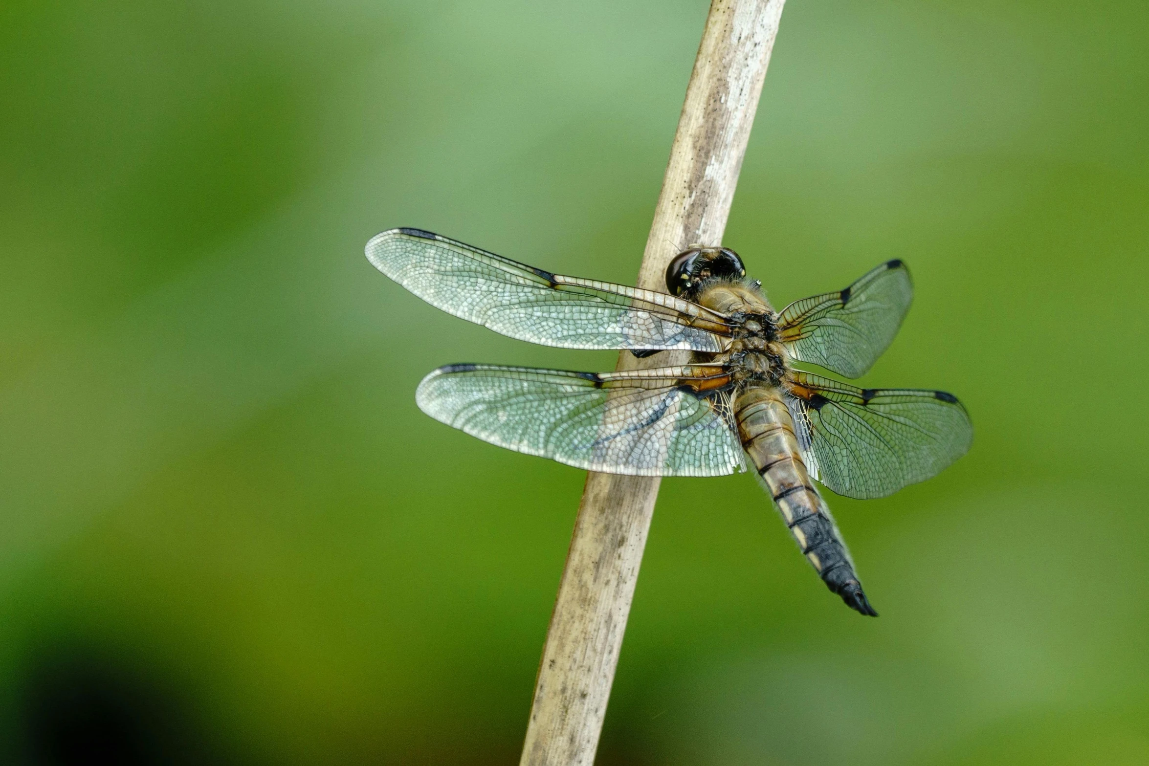 a dragonfly is resting on a thin twig