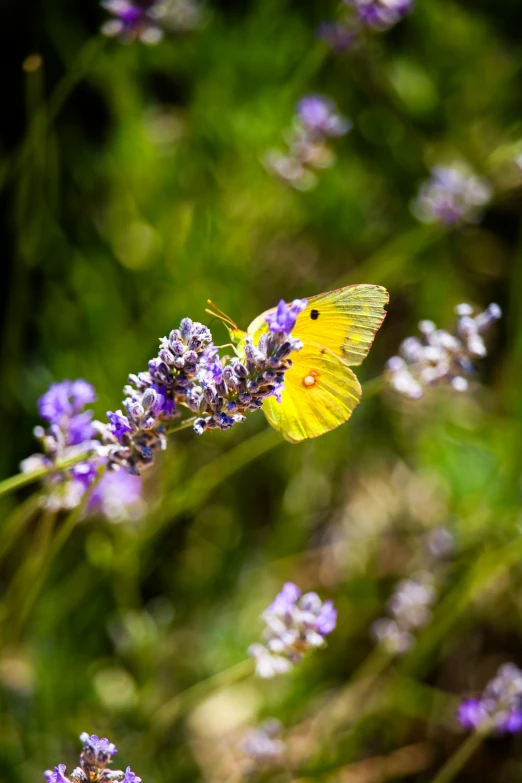 a yellow erfly rests on a lavender flower