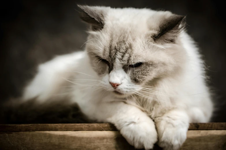 a cat is sleeping with its head on a table