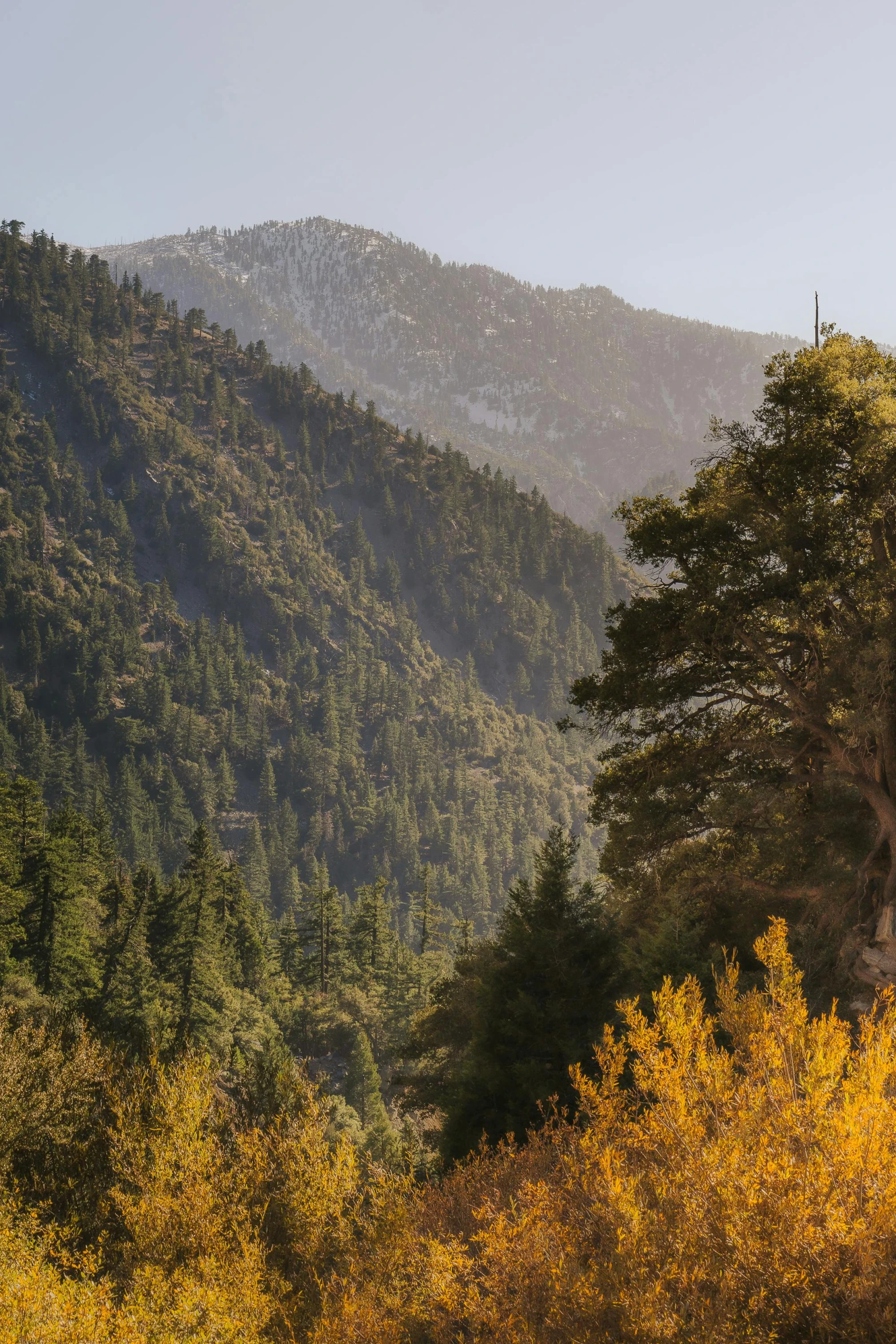 the trees in the valley are changing colors