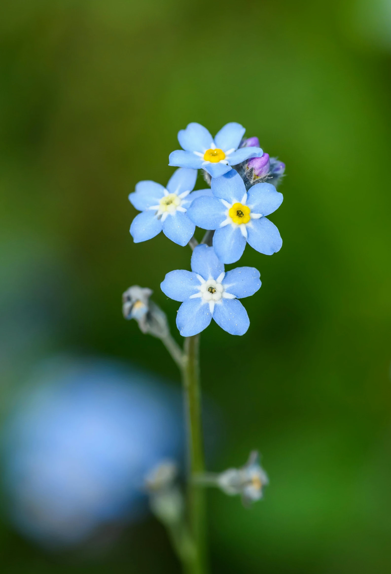 the blue flowers in the image are being displayed