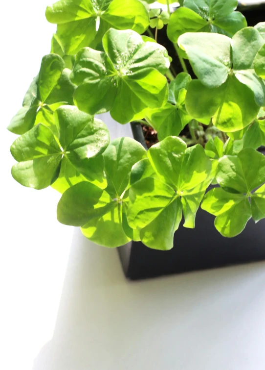 a potted plant with bright green leaves in front of a wall