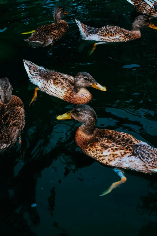 a group of ducks floating on top of water