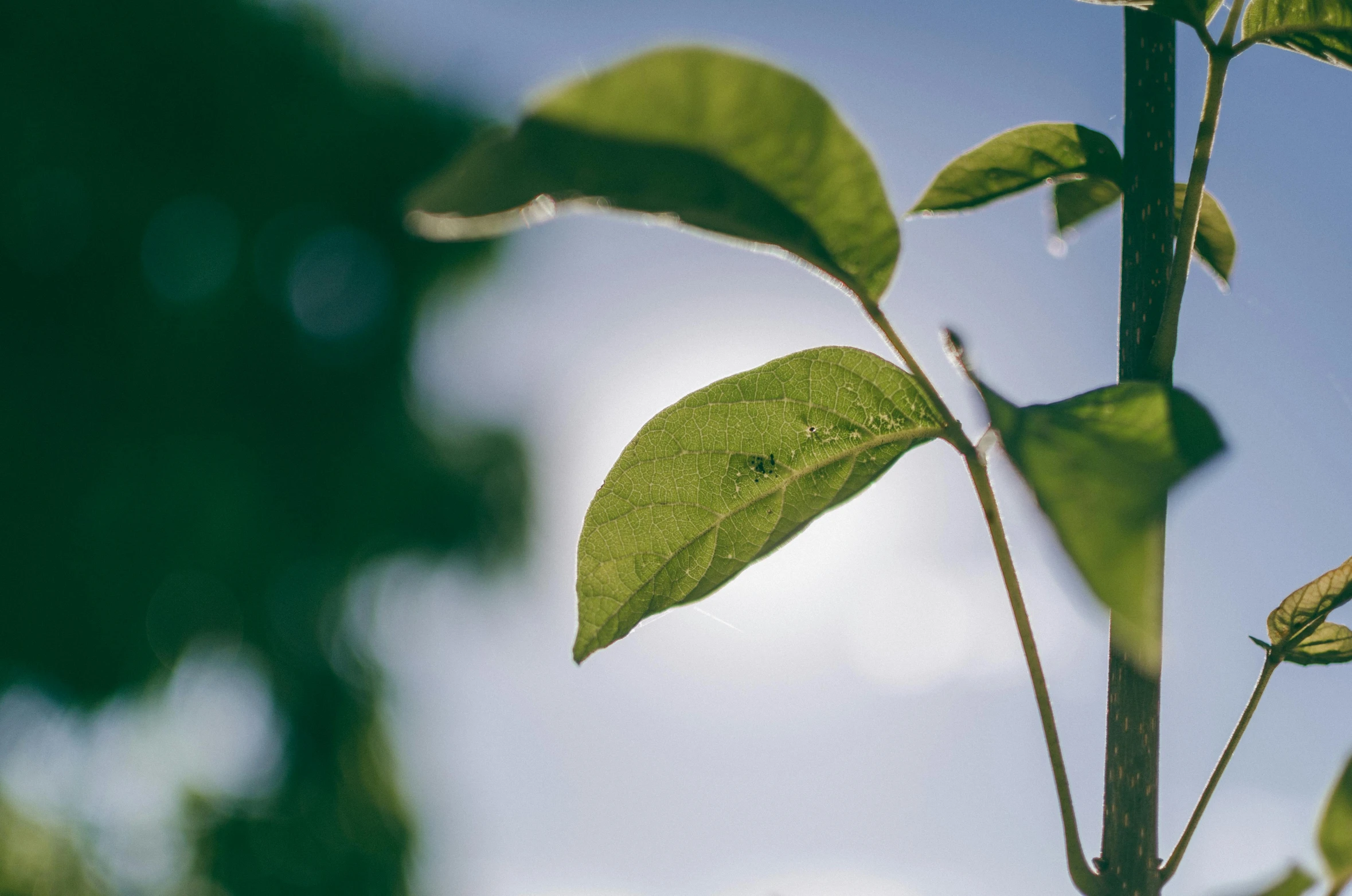 an image of a plant that is not growing