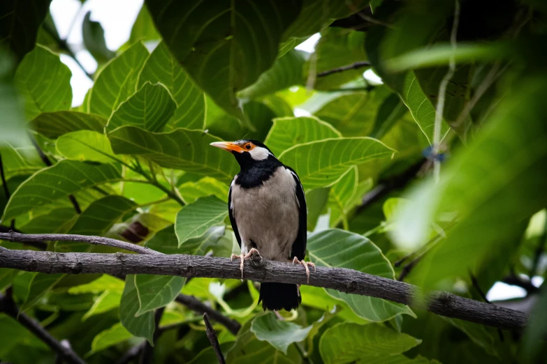 a bird perched on a nch surrounded by leaves