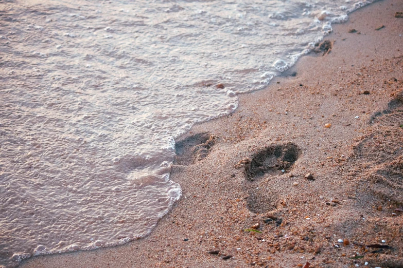 footprints make tracks in the sand next to the ocean