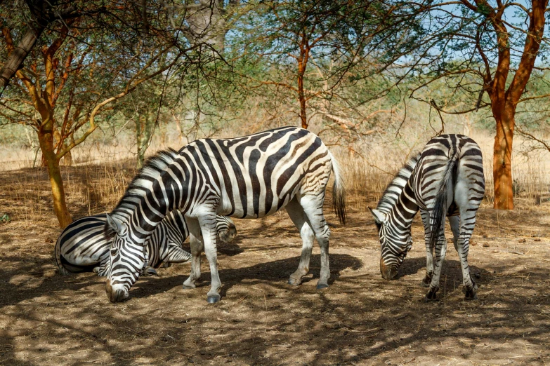 two zes grazing in the dirt near some trees