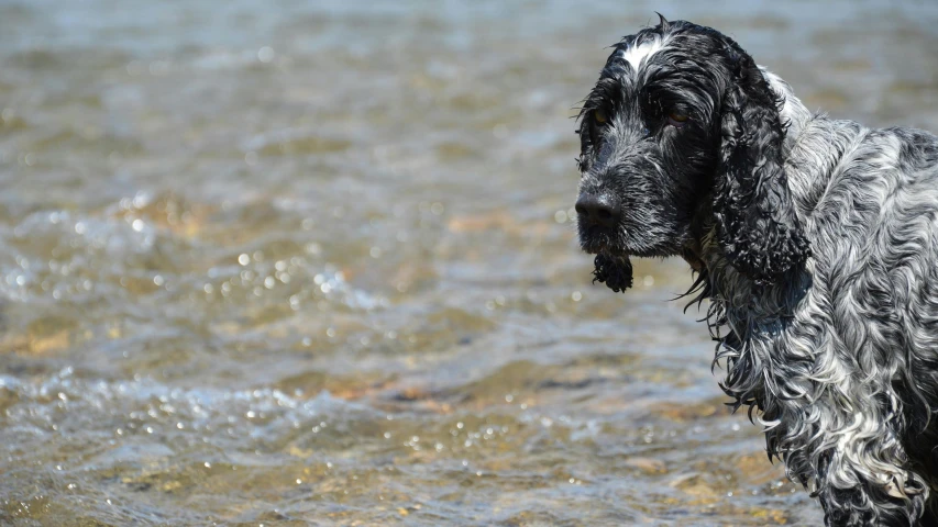 the black dog is standing in a shallow pool of water