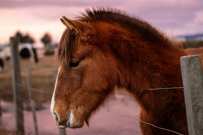 the horse is close to the fence outside