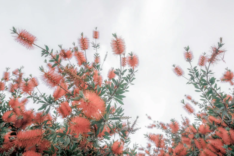 orange flowers in a large bunch with sky background