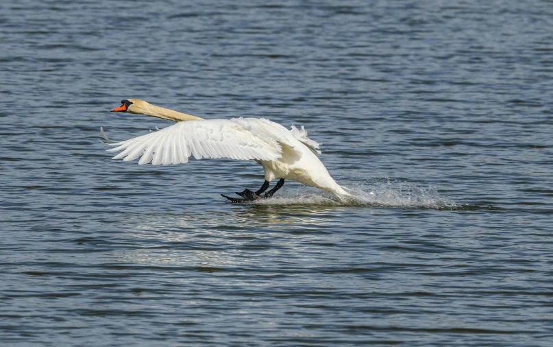 a swan taking off with wings outstretched over water