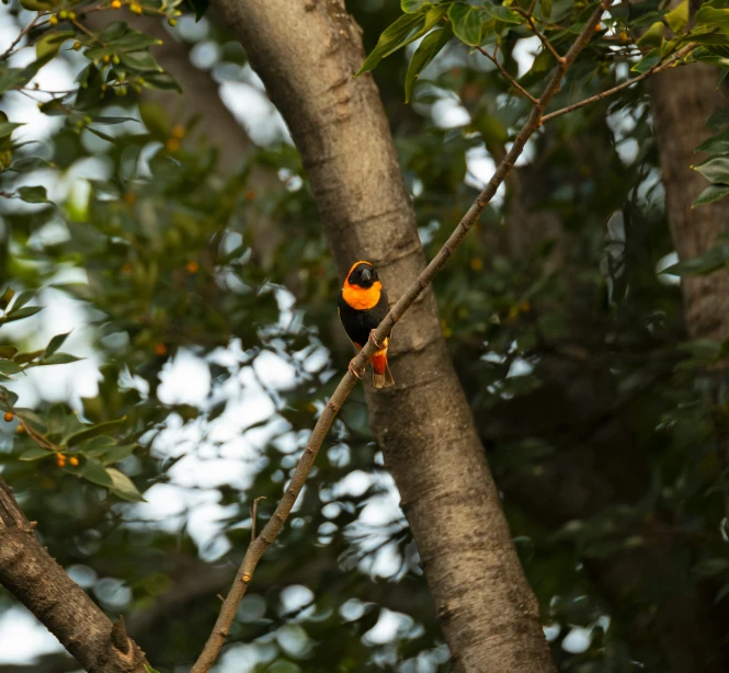 a small bird that is sitting on a nch