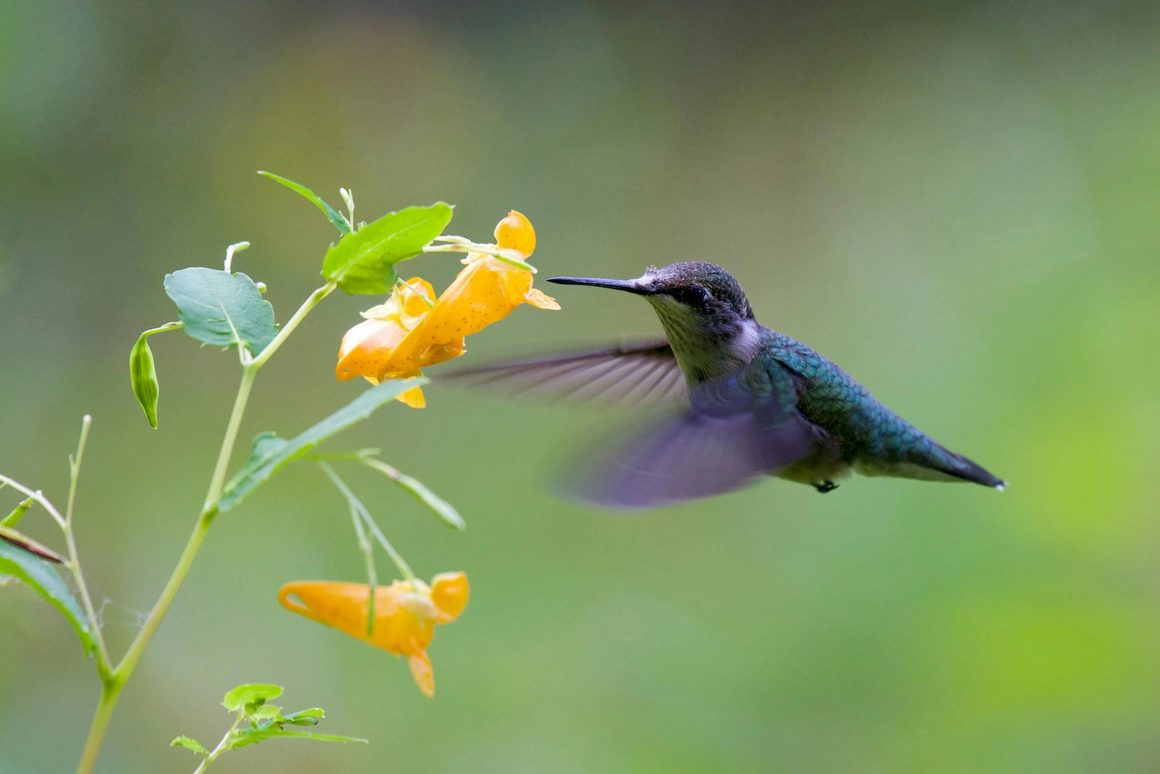 a humming bird flying in and out of a flower