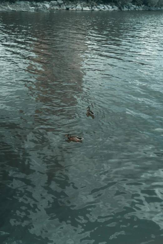 two ducks swimming in the water by some rocks