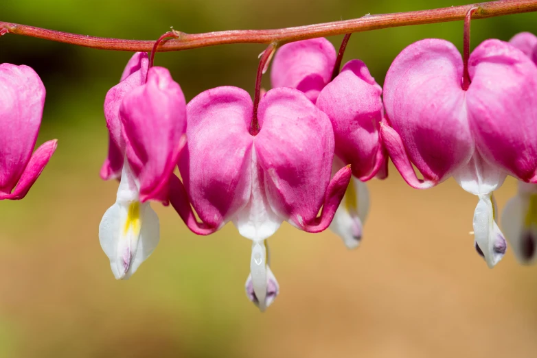 a nch with pink flowers hanging on it