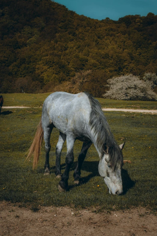 a white and black horse grazing on grass in an open field