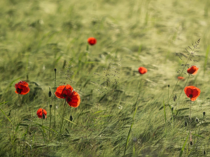 some red flowers are in tall grass