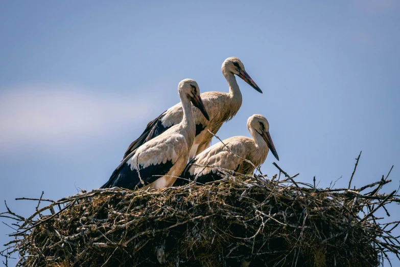 three storks are sitting in a nest on a clear day