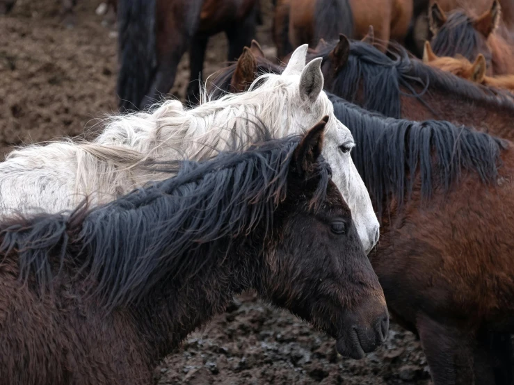 a group of brown and black horses standing together