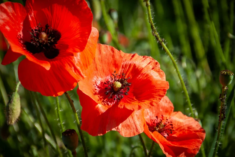 some bright orange flowers with green stems