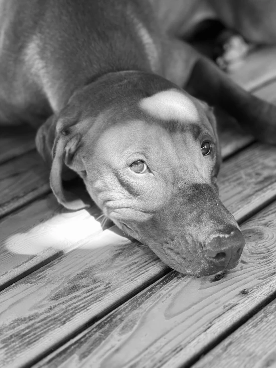 this is a black and white po of a dog with a nose full