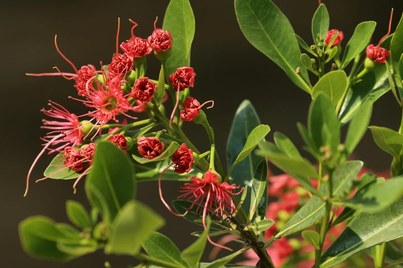 a flower with lots of red petals on it