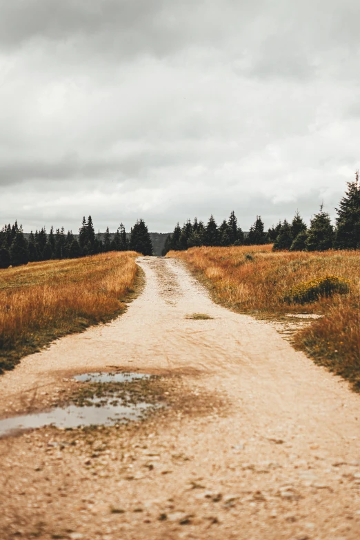 the view down a dirt road near pine trees