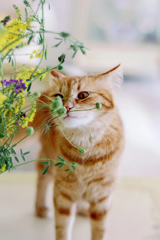 a cat is standing next to a bunch of flowers