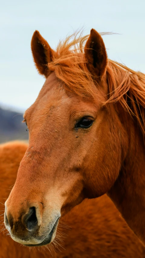 a close up s of a brown horse