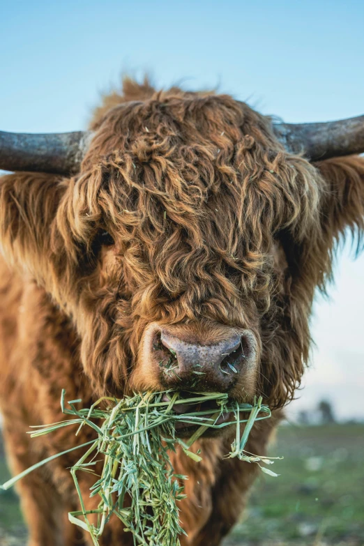 the face of a horned bull with long horns holding up grass