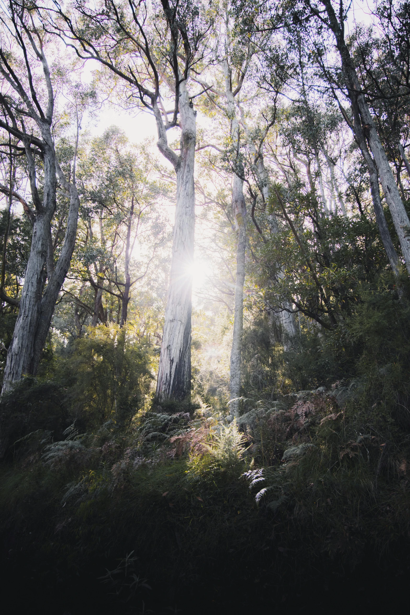 a dense forest with trees surrounding it