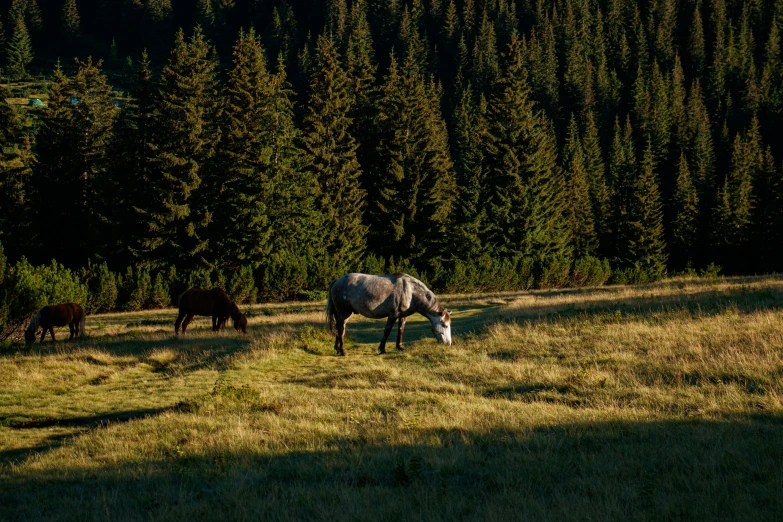 horses are grazing on the grass in a field near trees