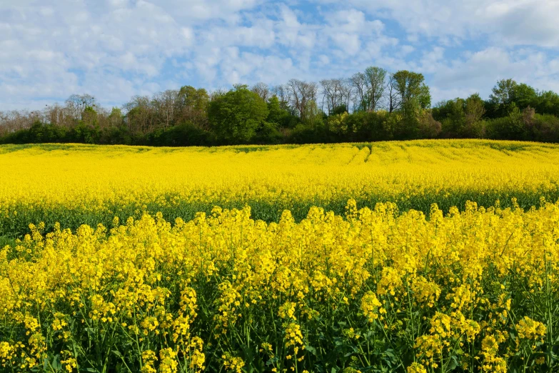 a field of wildflowers under blue skies with clouds