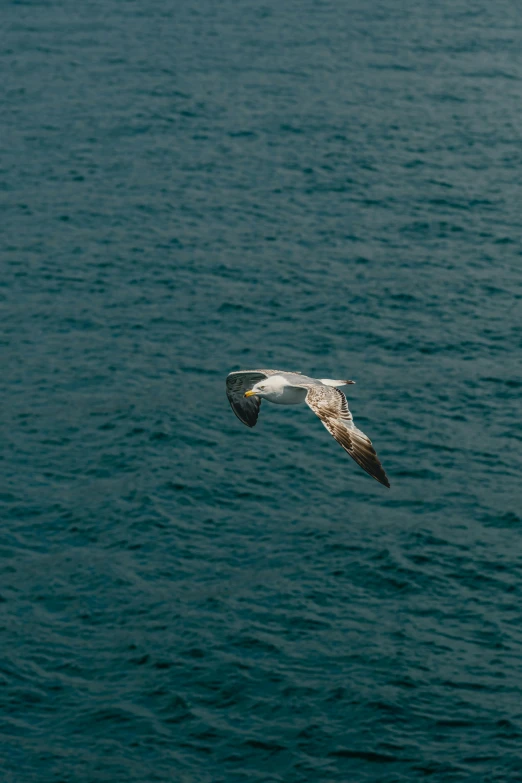 a bird is flying in the sky over the ocean