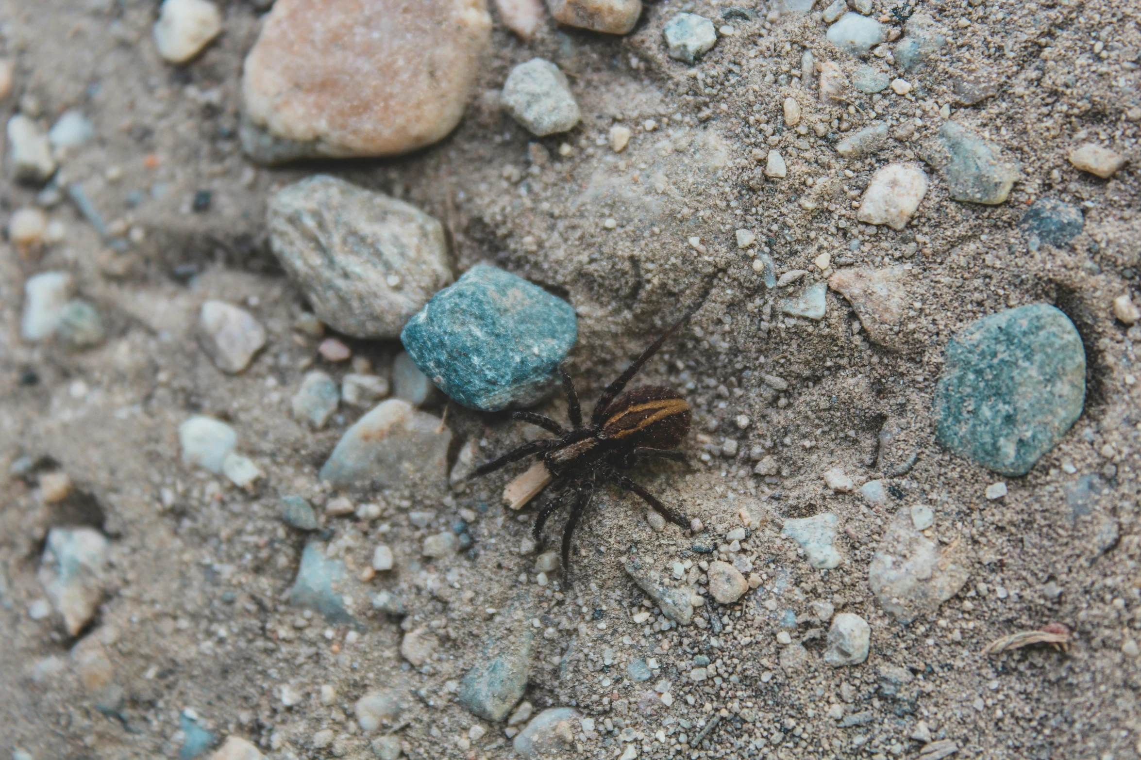 a bug with two legs on top of some rocks