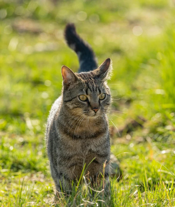 a cat is walking around in the grass