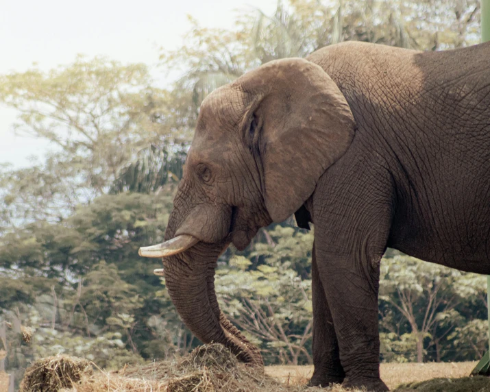 an elephant standing in a lush green field