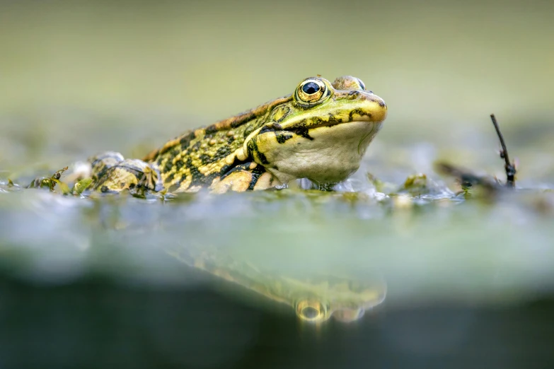 the small frog is sitting on top of the wet ground