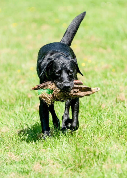 a black dog is running in the grass with soing in its mouth