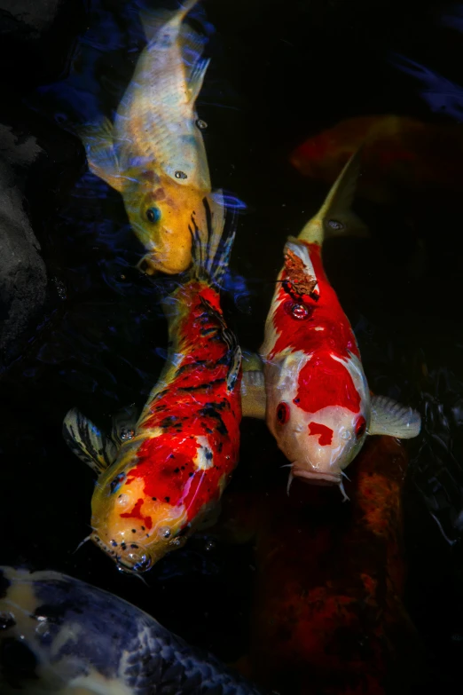 two koi fish in an aquarium swimming
