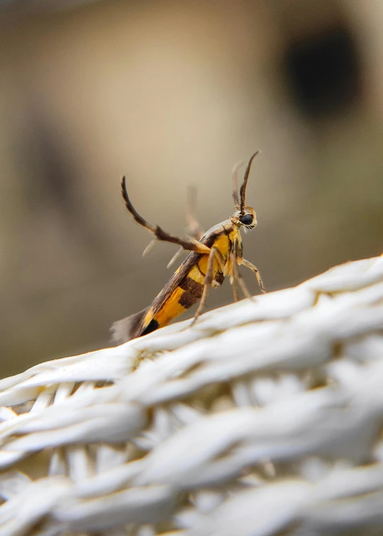 a spider is seen on top of a bed sheet