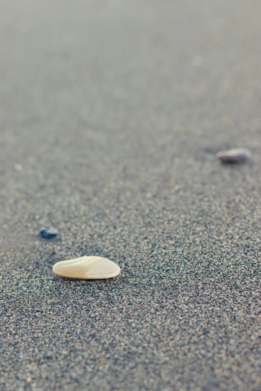 an open shell and a sea urn are laying on the sand