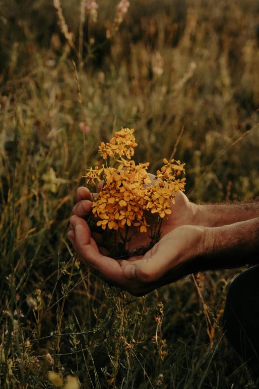 two hands are holding a bunch of flowers