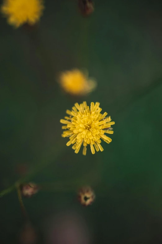 flowers blowing in the wind during a cold day